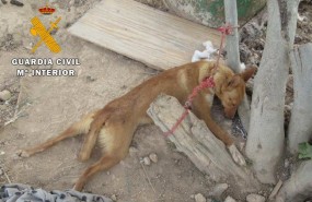 ep perro desnutridodeshidratado