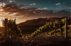 obergo propone nuevos maridajes para su chardonnay de obergo en la temporada primaveral 
