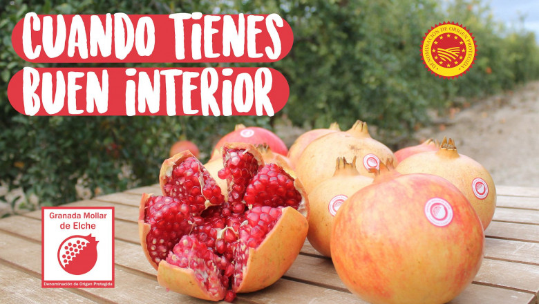 1572858595 dopgranadaselche