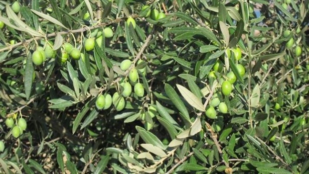 ep aceitunas