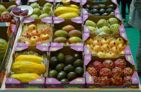 ep archivo   frutas tropicales