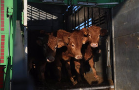 ep archivo   varias vacas salen de un cajon de animales en una explotacion ganadera  archivo
