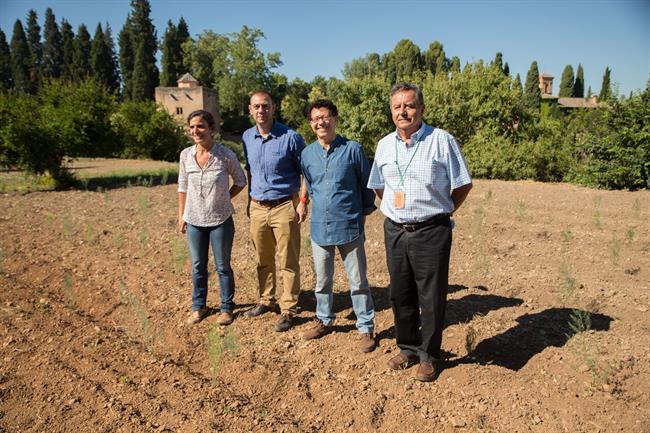 La Alhambra recupera el espárrago verde | PATRONATO DE LA ALHAMBRA ep la alhambra recuperaesparrago verde