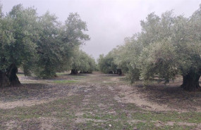 ep olivares con la aceituna caida en el suelo
