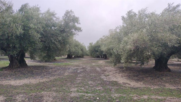 ep olivares con la aceituna caida en el suelo