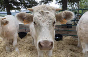 ep una vaca cherolesa durante una muestra de ganado en el primer dia de la iv feria del ganado de el