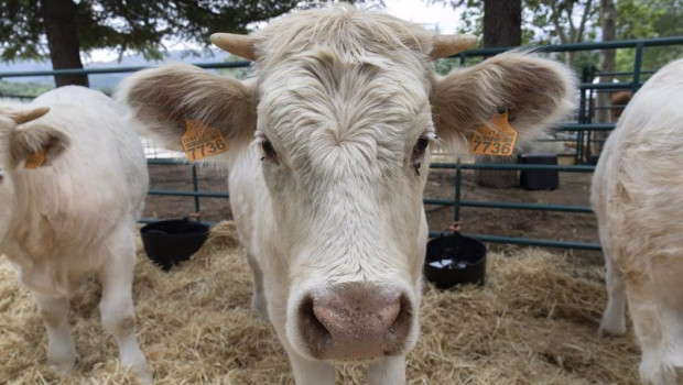 ep una vaca cherolesa durante una muestra de ganado en el primer dia de la iv feria del ganado de el