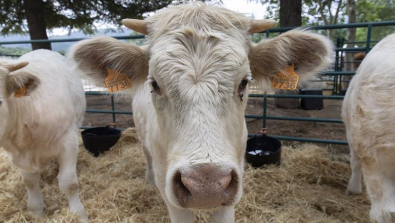 Una vaca cherolesa, durante una muestra de ganado, en el primer día de la IV Feria del Ganado de El Escorial, a 11 de junio de 2021, en El Escorial, Madrid, (España). Esta Feria de Ganado se celebra los días 11, 12 y 13 de junio en el Parque de La Manguil | Rafael Bastante - Europa Press ep una vaca cherolesa durante una muestra de ganado en el primer dia de la iv feria del ganado de el