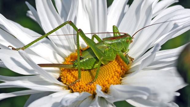 insectos, bichos, saltamontes