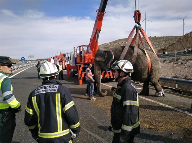 Elefante accidentado | SEPEI/EUROPA PRESS ep elefante accidentado