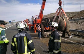 ep elefante accidentado