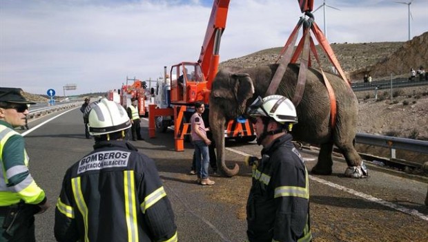 ep elefante accidentado