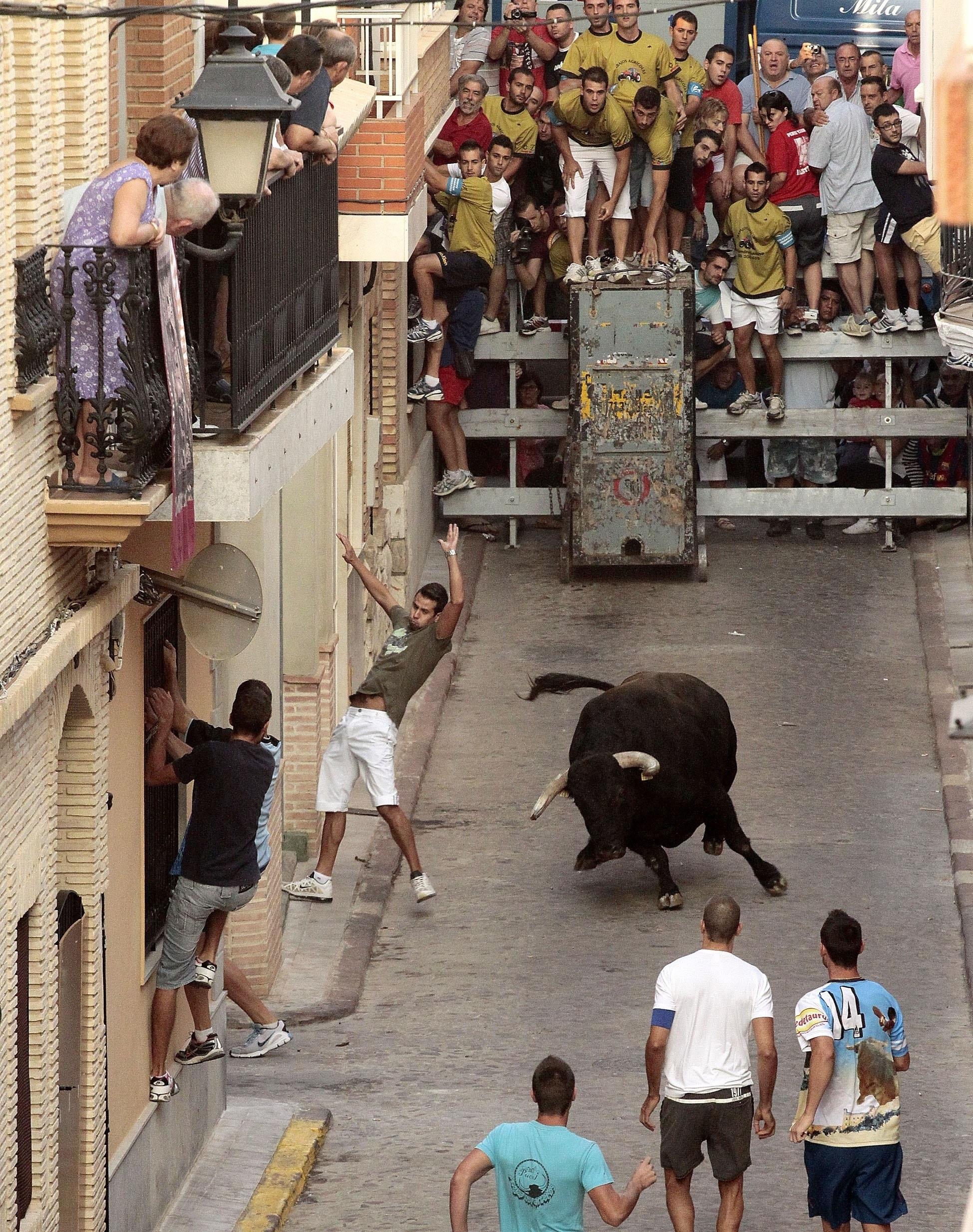 Festejo taurino de 'bous al carrer' en Puçol | AYUNTAMIENTO DE PUÇOL (VALENCIA) ep festejo taurino de bouscarrer en puol