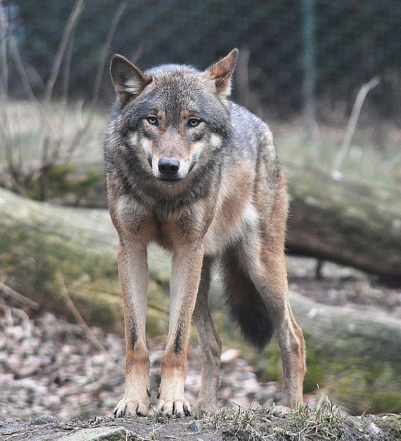Lobo gris | FLICKR ep lobo gris