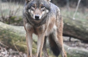 ep lobo gris