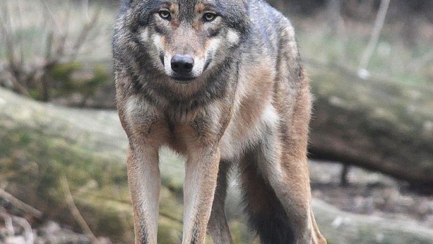 ep lobo gris