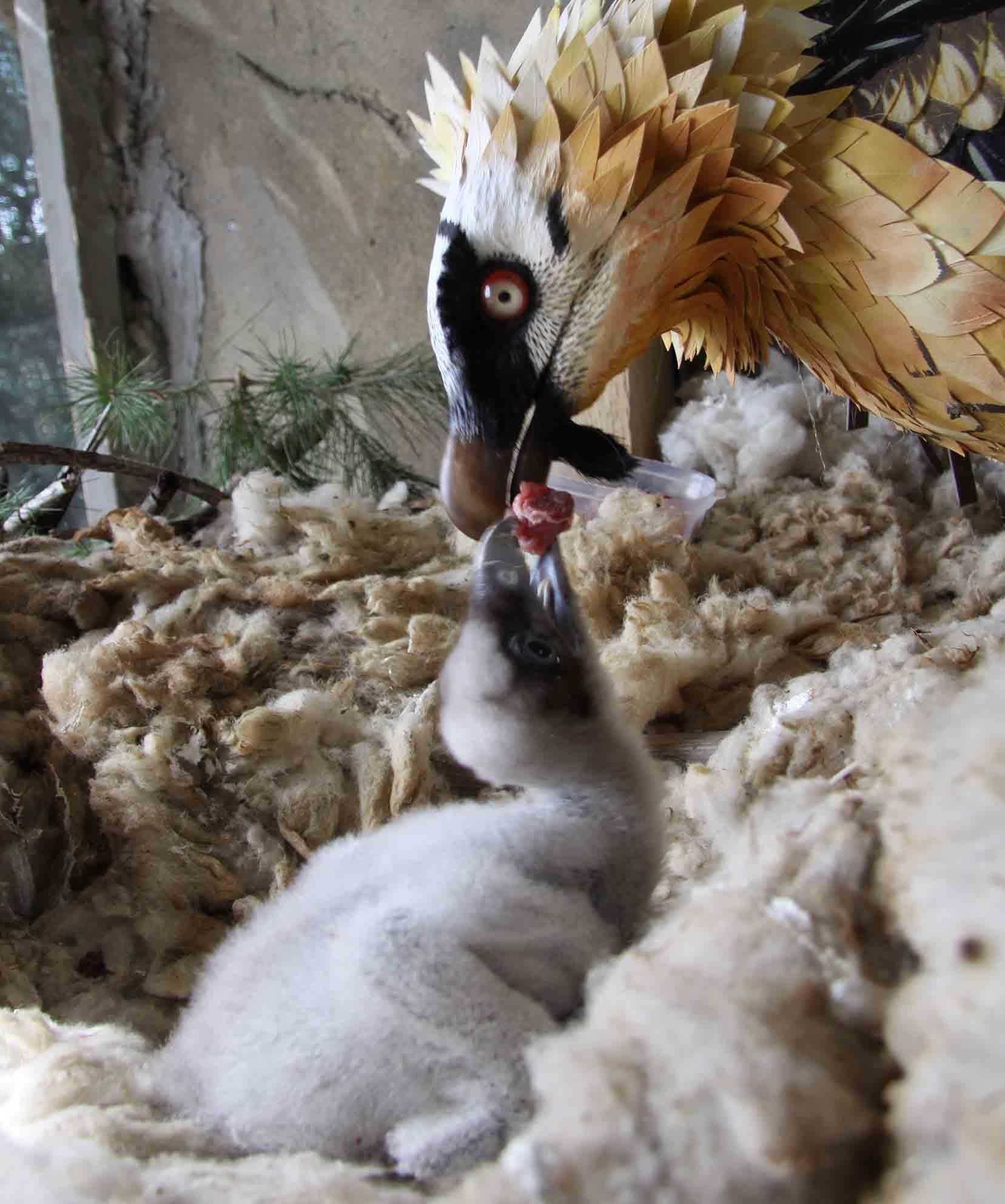Pollo de quebrantahuesos de 17 días alimentado por una hembra artificial | FUNDACIÓN BANCO SANTANDER ep polloquebrantahuesos17 dias alimentadouna hembra artificial