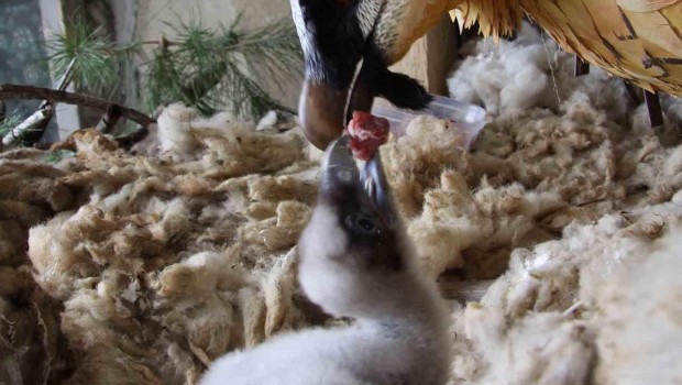 ep polloquebrantahuesos17 dias alimentadouna hembra artificial