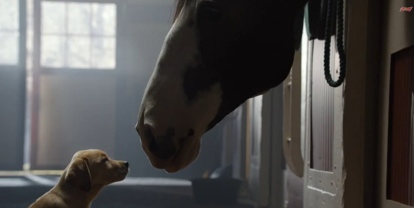 budweiser super bowl budweiser super bowl