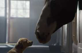 budweiser super bowl