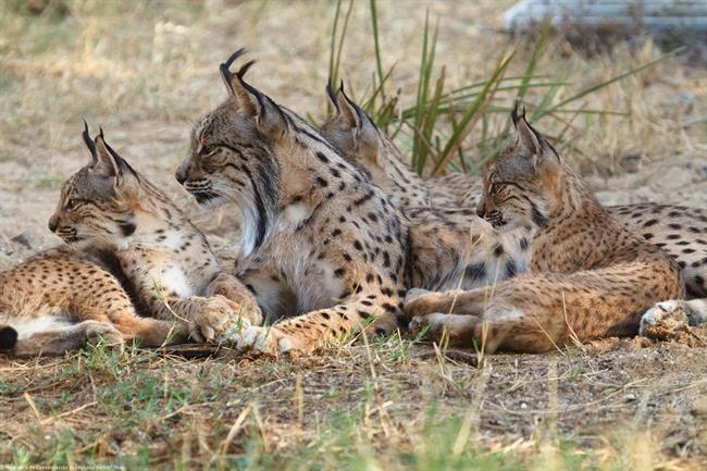 La lince 'Aura', junto a sus cachorros. | EUROPA PRESS/MAPAMA ep la lince aura juntosus cachorros