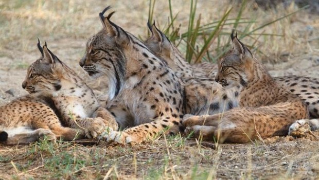 ep la lince aura juntosus cachorros
