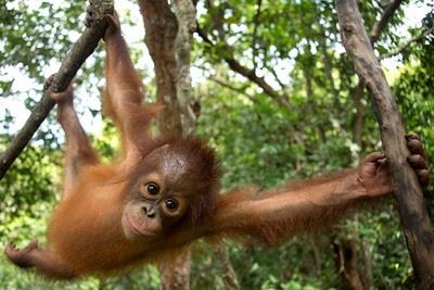 La población de orangutanes ha disminuido un 30% en 12 años | GREENPEACE ep la poblacionorangutanesdisminuido30 en 12 anos