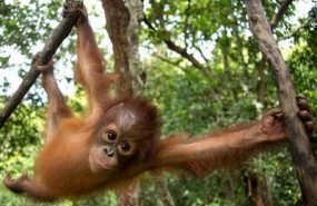 ep la poblacionorangutanesdisminuido30 en 12 anos