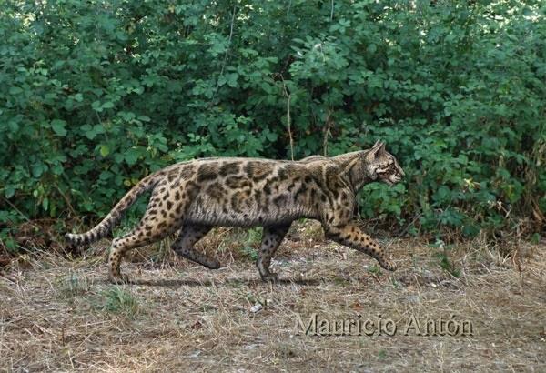 'Leptofelis Vallesiensis', Felino Que Vivió En Madrid Hace 9,5 Millones De Años | MAURICIO ANTÓN ep leptofelis vallesiensis felinovivio en madrid95 millonesanos