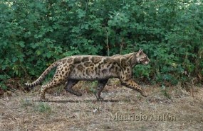 ep leptofelis vallesiensis felinovivio en madrid95 millonesanos