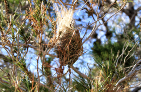 procesionaria rentokil 1200 x 630 px procesionaria rentokil 1200 x 630 px