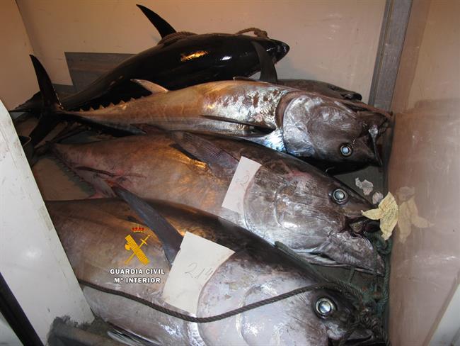 ep atun rojo atunes pesca ilegal
