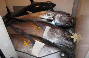 ep atun rojo atunes pesca ilegal
