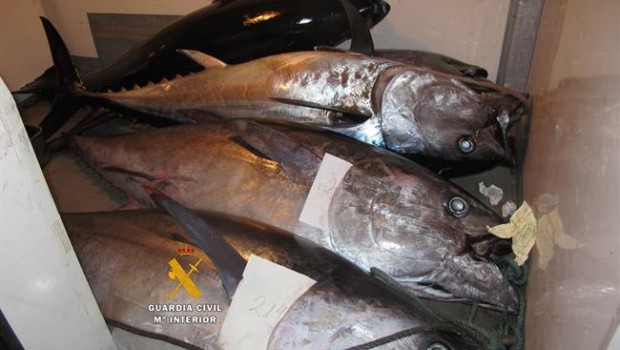 ep atun rojo atunes pesca ilegal