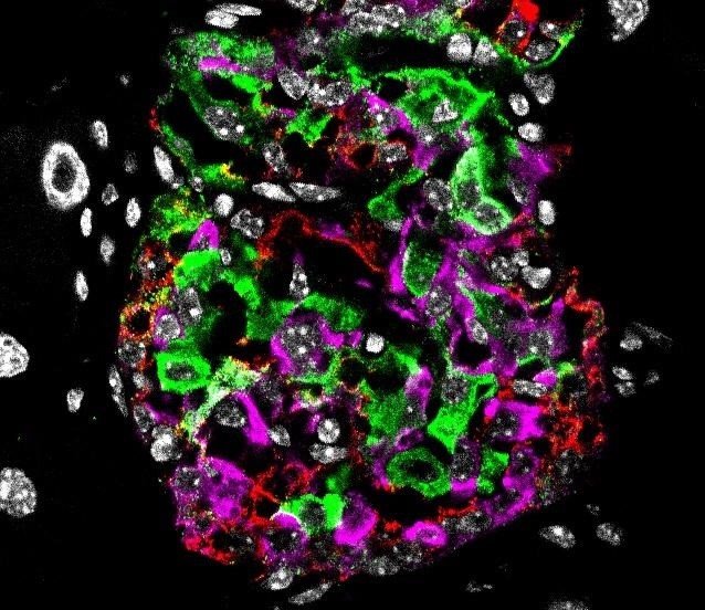 ep nucleo celular en blanco celulas beta e insulina en verde celulas alfa hormona glucagon en rojo y
