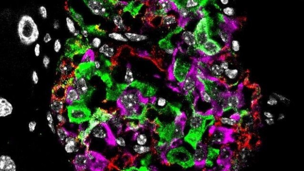 ep nucleo celular en blanco celulas beta e insulina en verde celulas alfa hormona glucagon en rojo y
