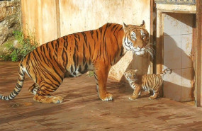 ep tigre nacidocabarceno