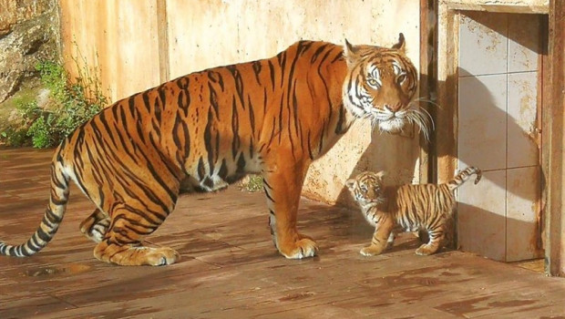 ep tigre nacidocabarceno