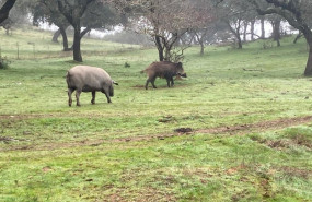 ep un cerdo y un jabali