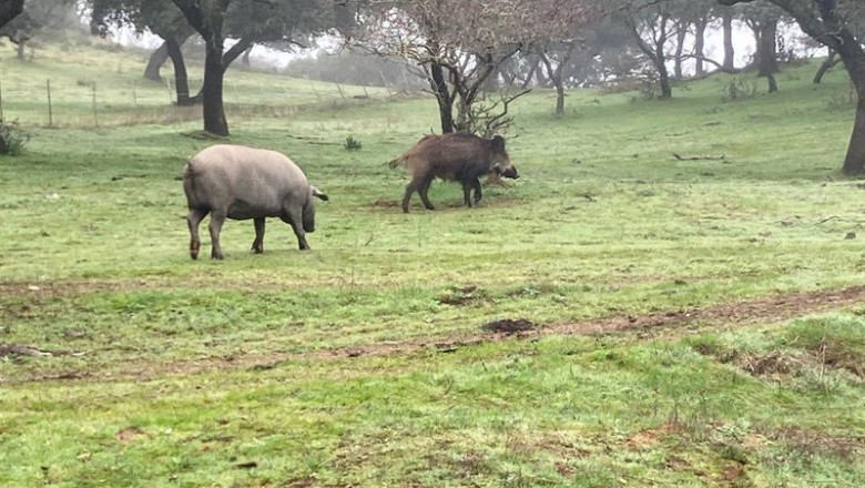 Un cerdo y un jabalí. | ASAJA ep un cerdo y un jabali