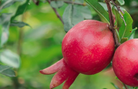 granada 20251002154930 granada 20251002154930