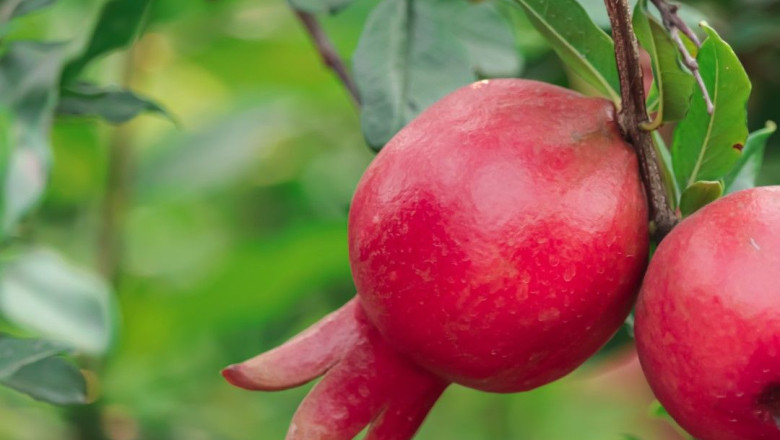 granada 20251002154930