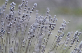 lavender g81b5b52ce 1280 lavender g81b5b52ce 1280