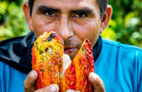 productor cacao 